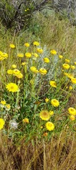 Xerochrysum bracteatum