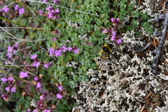 Thymus reverdattoanus