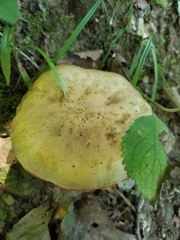 Neoboletus