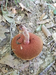 Neoboletus