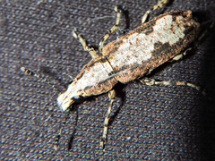 Ptychoderes rugicollis