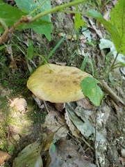 Neoboletus