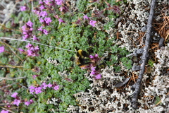 Thymus reverdattoanus