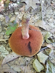 Neoboletus