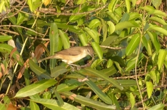 Acrocephalus stentoreus