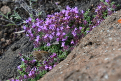 Thymus extremus