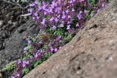 Thymus extremus