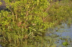 Acrocephalus stentoreus