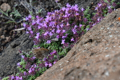 Thymus extremus