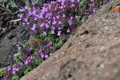 Thymus extremus
