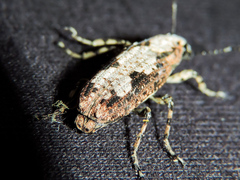 Ptychoderes rugicollis