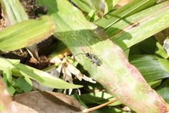 Dolichurus