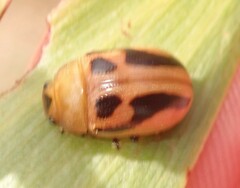 Calomela crassicornis