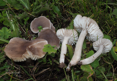 Dermoloma cuneifolium