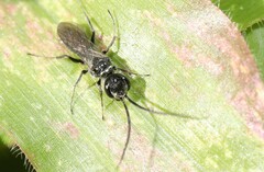 Dolichurus