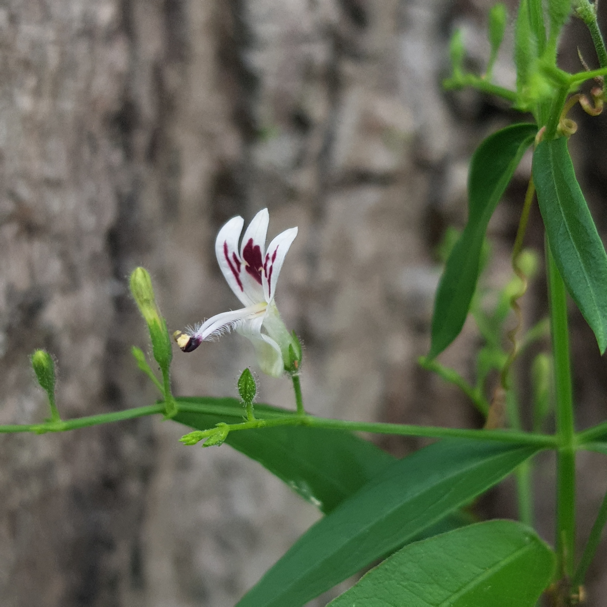 Kalmegh (Andrographis paniculata): Herkunft und Verwendung — foto 3