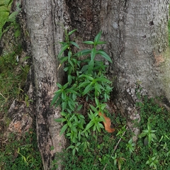 Andrographis paniculata