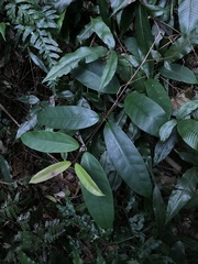 Anodendron benthamianum