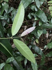 Anodendron benthamianum