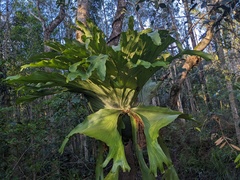 Platycerium superbum
