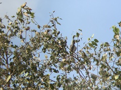 Ocyceros birostris