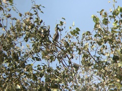Ocyceros birostris