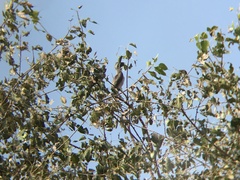 Ocyceros birostris