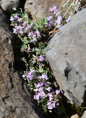 Thymus extremus