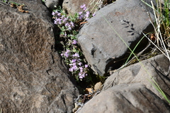 Thymus extremus