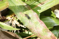 Dolichurus