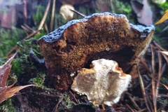 Heterobasidion annosum