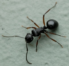 Polyrhachis patiens