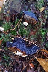 Heterobasidion annosum