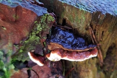 Heterobasidion annosum