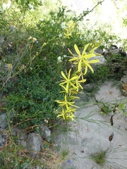 Asphodeline liburnica