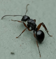 Polyrhachis patiens