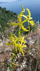 Asphodeline liburnica