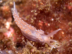 Coryphella