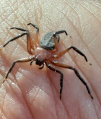 Trachycosmidae