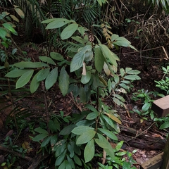 Litsea erectinervia