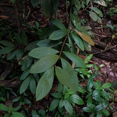 Litsea erectinervia