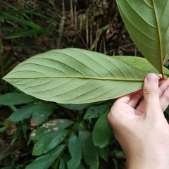 Litsea erectinervia