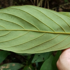 Litsea erectinervia