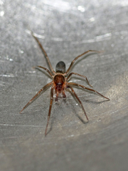 Mesiotelus