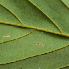 Litsea erectinervia