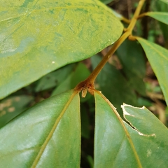 Litsea erectinervia
