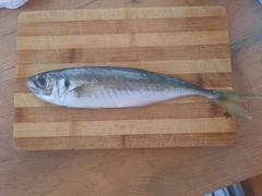 Trachurus