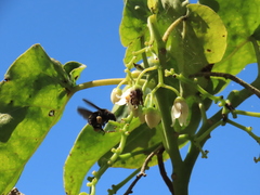 Bombus pauloensis