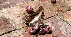 Charaxes brutus