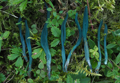 Microglossum pratense